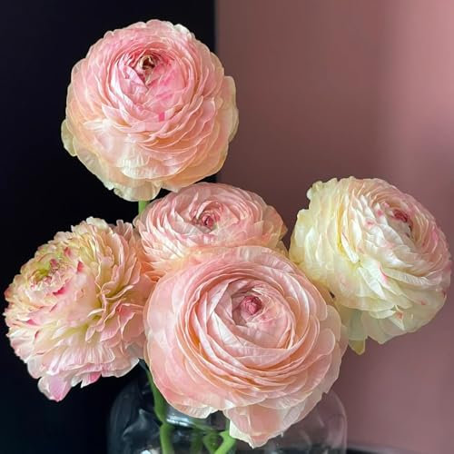 cebollas ranúnculos resistentes, Decoración de oficina, decoración de jardín para exterior. Las plantas de jardín son plantas perennes resistentes. Los bulbos de flores son perennes y 15pcs