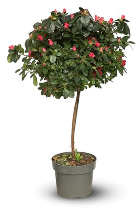 Attitude Jardin - Azalée indica tige - plante d'intérieur - 70-80 cm - ⌀ 19 cm - fleur rouge