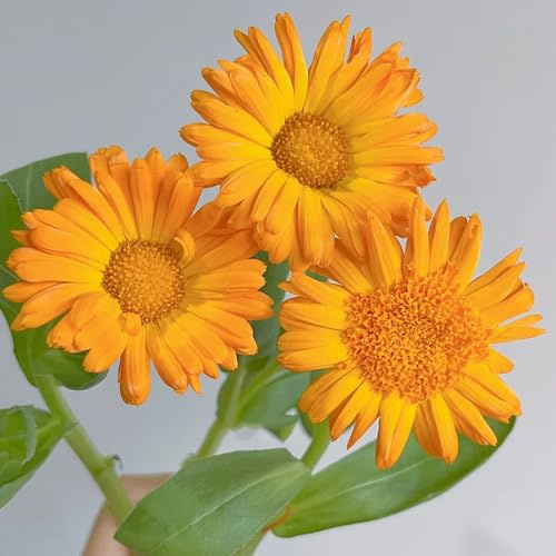 semi di calendula biologici - decorativi, rare perenni resistenti 120pcs