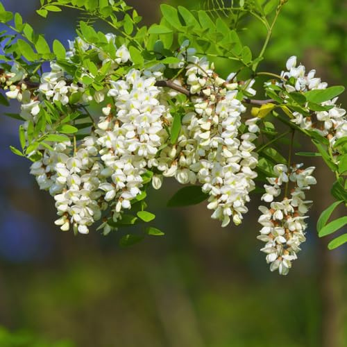 robinie, robinienbaum - exotische bio grünpflanzen ausgefallene geschenke bonsaibaum kletterpflanzen herbstpflanzen für sonnige plätze zimmerpflanzen immergrüne minigarten sträucher 40samen