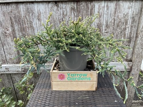Coast Redwood Sequoia sempervirens 'Adpressa' Tree (5L) - UK Grown