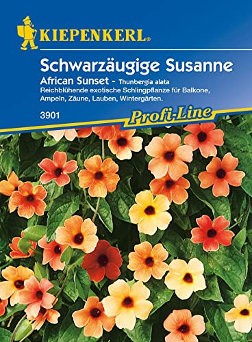 Kiepenkerl Schwarzäugige Susanne African Sunset