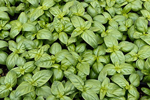 BIO - BasilicItaliano Classico - semences certifiées biologiques - 325 graines