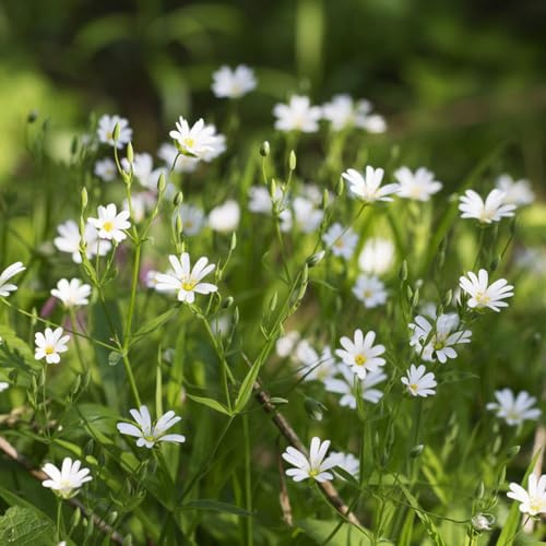 vogelmiere dekopflanzen kräuterbeet gartendeko für draußen exotische zimmerpflanzen balkongewächshäuser schmetterlingsflieder deko büro hochbeet balkon frühlingsblumen balkonpflanzen 100samen