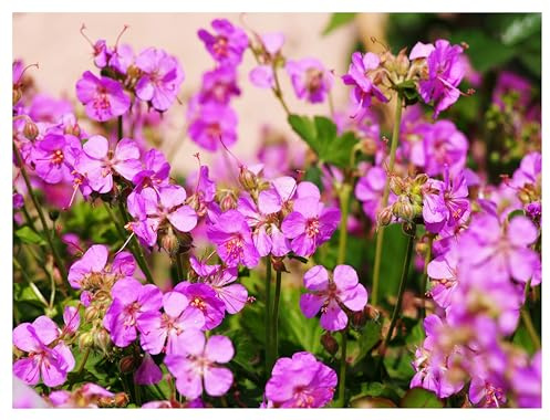 Stauden Gänge 1 x Geranium cantabrigiense 'Cambridge' winterhart | Winterharter Bodendecker für Sonne bis Halbschatten, Blüte Mai bis Juli, mehrjährig, 9x9 cm Topf