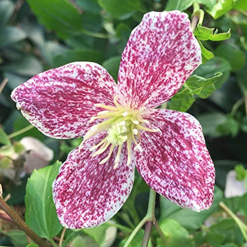 1 X Freckles Clematis Plug Plant
