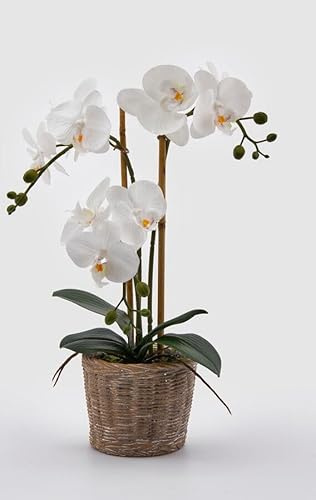EDG Enzo De Gasperi Enzo De Gasperi Orchidea Phalaenopsis Pianta x2 Artificiale con Cesto H 40 Cm White