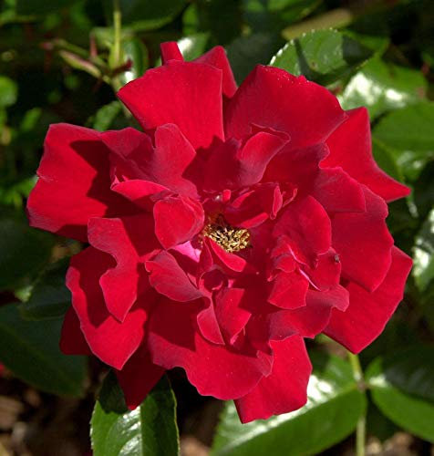 Bodendeckerrose Mainaufeuer 20-30cm