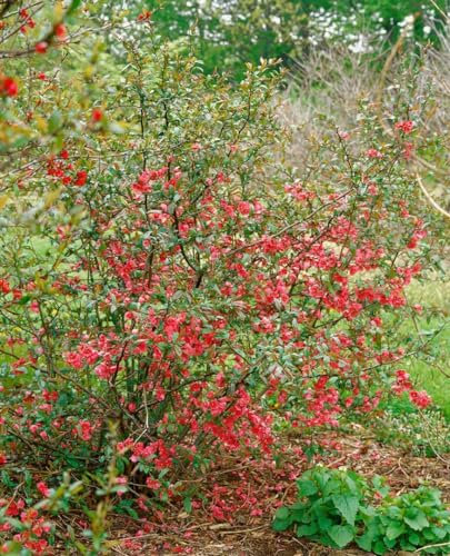 Zierquitte Chaenomeles Rubra 80 cm Stammhöhe Blütenstrauch winterhart