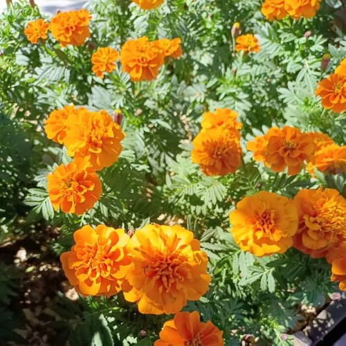 ringelblumen tagetes, ringelblume ringelblumensamen kletterpflanzen winterhart, bio gartenblumen zimmerpflanzen 300samen
