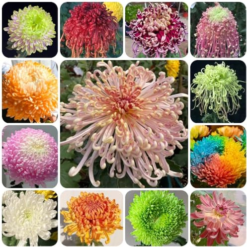 Semi di crisantemo, serre da balcone decorazione da giardino per esterni semi di come per gli ospiti da giardino roccioso 200pcs
