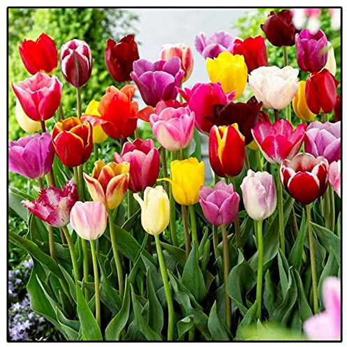 Exklusive Geschenke-Kunst Design-Schick-Hochwertige Dekoration-20Tulpen-E