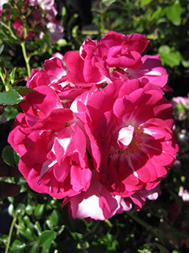 Baumschule Pflanzenvielfalt Rosa Lipstick® - Bodendecker-Rose Lipstick®