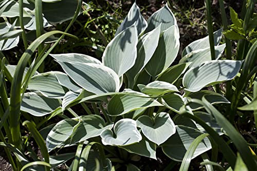 Hosta x tardiana 'El Nino' 11x11 cm Topf – Winterhart, Mehrjährig, Pflegeleicht – Blaublatt-Funkie – Staude für Schattenbeet & Kübel