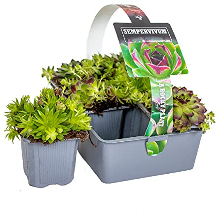 Bloomique - 6er-Mix - Sedum-Mischung - Hauswurz - Gartenpflanzen - Winterhart - Bodendecker - Höhe 8-12 cm - Topf 7 cm