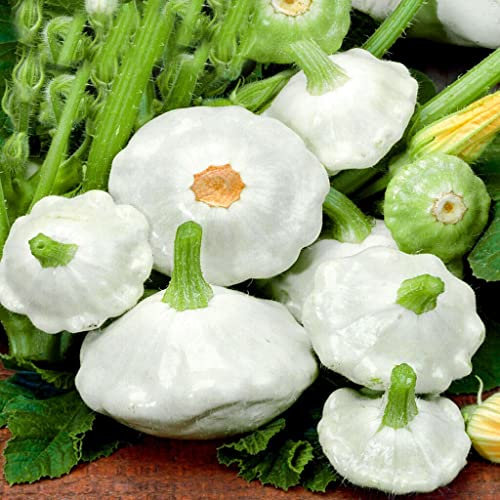 Patty Pan Squash Custard White - 15 Seeds + Plant tag + Freebie - Heirloom Marrow Seeds - Cucurbita