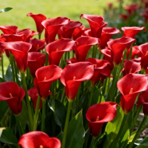 Cala, rizomas de Calas perennes resistentes, rizomas de jardín perennes, Lirio de cala raro adecuado para cultivar en el jardín-D-4 Rizomas