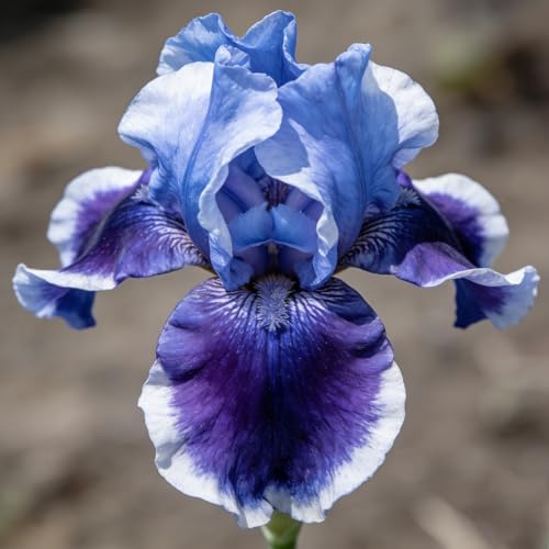 iris, iris - Coltivare da giardino sul di precoci da, decorative in vaso mini decorazione giardino rizoma autunnali 5bulbi