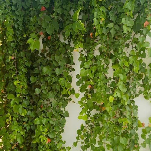 Vite americana, vite capelvenere - rampicanti, interno Parthenocissus Quinquefolia giardino esotico resistente rampicante sempreverde e resistente Decorazione 650semi