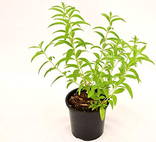 Plante de citronnelle Vase 14 cm