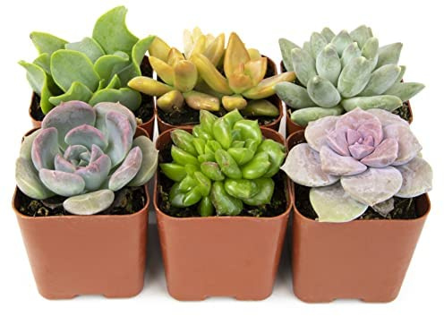 6 Unidades de Suculentas Mini Perfectas para el Interior o el Exterior del Hogar