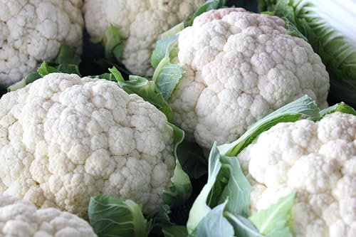 Sachet de graines de Chou Fleur hâtif d'Erfurt boule de neige - Sachet de 1 grammes - Graines de style