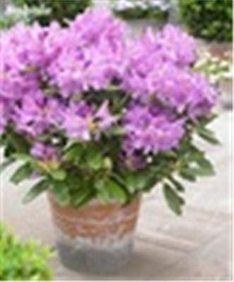 halb frisch 100 Stück japanisch Azalee rododendro Fiore Lilla per la Semina
