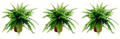 Pack de 3 plantas naturales Nephrolepsis, Helecho de Boston, 15-20 cm. Helechos con frondas verdes arqueadas, ideal para decoración y purificación. Segura Garden.