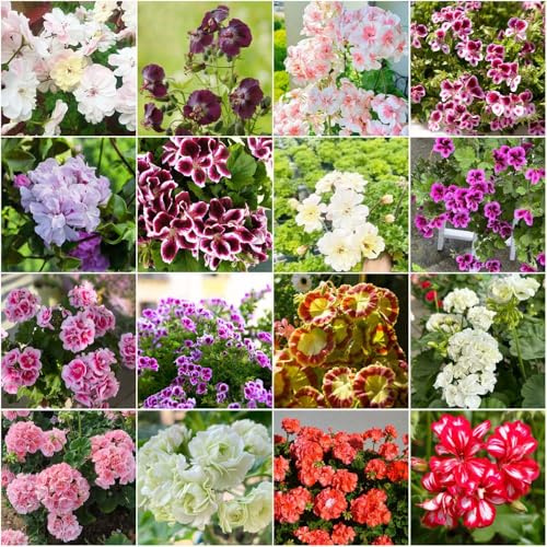 geranio - semi giardino di semi di prato giunte selvatiche giardino Bonsái balcone insieme 50pcs