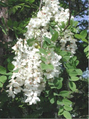 80 robinia (Robinia pseudoacacia) Semi