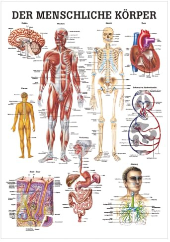 Sport-Tec Der menschliche Körper Mini-Poster Anatomie 34x24 cm medizinische Lehrmittel