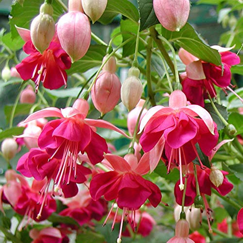 Pack x6 Hardy Bush Fuchsia 'Garden News' Summer Garden Plug Plants