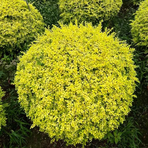 Semi di siepe di ligustro, arbusti a crescita rapida Ligustro lucidum - comprare semi di vecchie varietà decorazione da giardino 100pcs