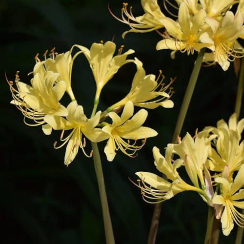 lirio araña jardín primavera lirio sangre temprana balcón, decorativas en raros primaveral 5bulbos