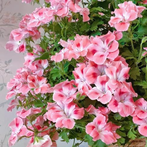 semi di geranio - selvatici perenni estivi estremamente resistenti decorative rampicanti 80pcs