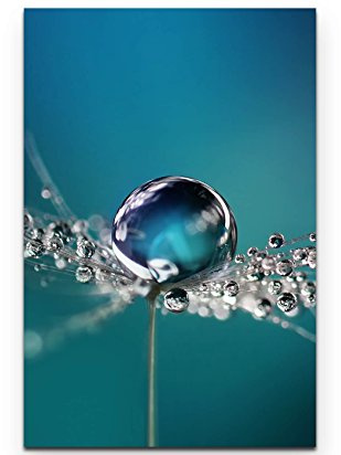 Leinwandbilder | Bilder Leinwand 90x60cm Wassertropfen auf einer Pusteblume