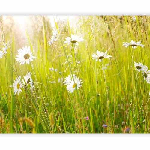 artgeist Premium Wall Mural Meadow 79x61 in - Non-Woven Wallpaper Fleece Wall Decor Photo Print Picture Design Image Decoration Home Nature Flower Plants Botanical 100406-73