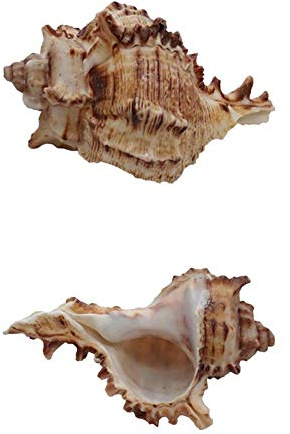 Coquille de mer naturelle. Coquille de crabe ermite 2 pièces Turbo coquillage conque de mer naturelle maison de crabe ermite 0,78-1,57 pouces