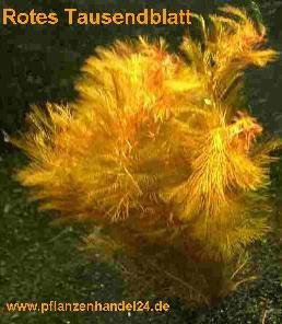 Mühlan Wasserpflanzen 15 Bunde rotes Tausendblatt Myriophyllum