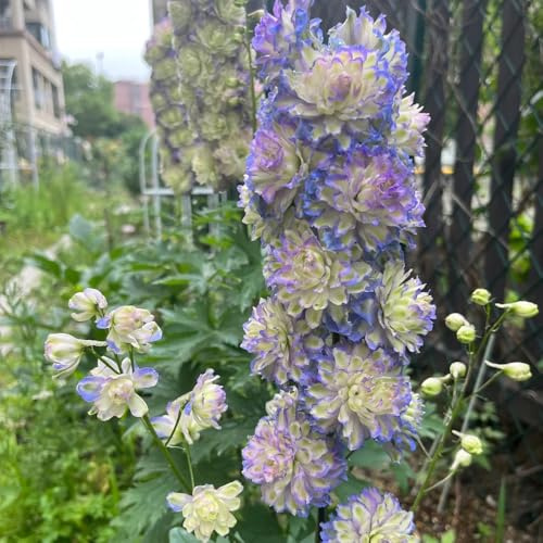 rittersporn blumenbeet, exotische winterhart delphinium frühlingsblume, winterharte garten steingartenpflanzen winterhart blumensamen balkon 25samen