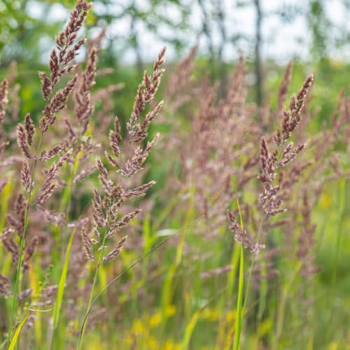 Diamantgras Calamagrostis brachytricha – 60 Pflanzen – Ziergras mit rosa Blütenrispen – 10-25cm – Ø9cm – Winterhart – Für Beet & Präriegarten