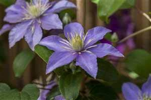 Waldrebe Clematis Hybride Justa 60-100 cm winterhart Kletterpflanze | Blütenpracht, sonniger bis halbschattiger Standort, ideal für Zäune und Spaliere, pflegeleicht, robust im Garten