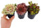 Sempervivum - Juego de 3 macetas de 9 cm para plantar en interiores o exteriores, mezcla de variedades como besos de chocolate, dulces cósmicos