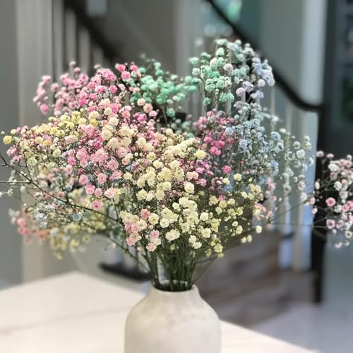 schleierkraut mehrjährig - winterhart balkon, stauden 150samen