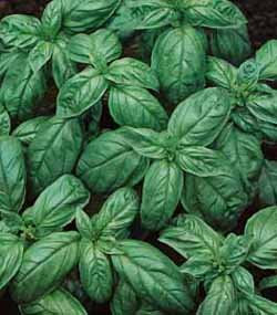PREMIER SEEDS DIRECT - HERB - Basil Seeds - GENOVESE - 2000 Finest Seeds (Organic)