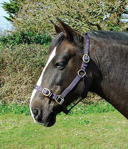 Rhinegold Headcollar Plum Nylon-Halfter – X Full – Pflaume, Kaltblut/Warmblut extragroß