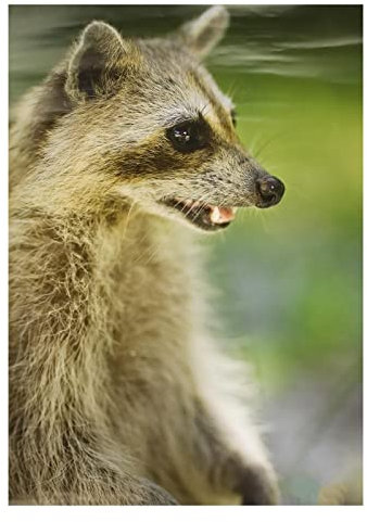 10x Stronghold Tierauflage - Marder - 30 x 42 cm - wasserabweisend/reißfest, Zielscheibe; Scheibenauflage für Pfeil und Bogen