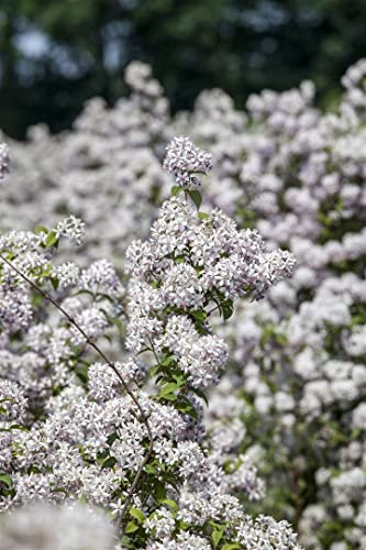 Maiblumenstrauch Deutzia Mont Rose 60-100 cm Heckenpflanze winterhart