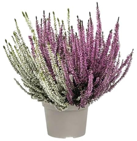 Calluna Resistente - Planta de Exterior - Mix de Colores - Planta Arbustiva