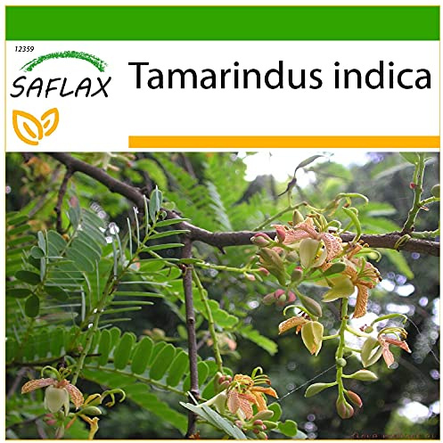 SAFLAX - Tamarind/Indiskt Datumträd - 4 Frön - Med pottsubstrat för bättre odling - Tamarindus indica